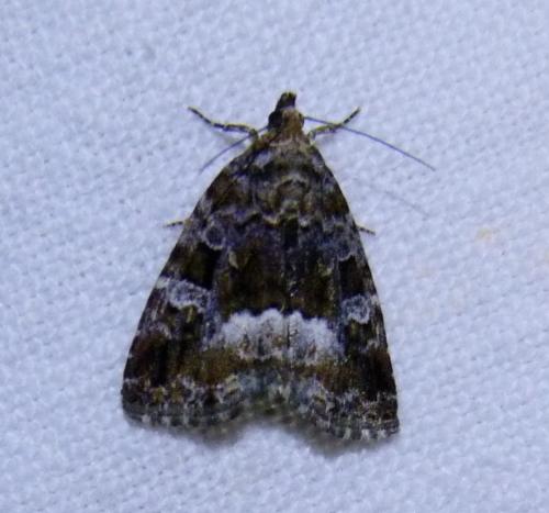 Réf. 284 012 : Deltote pygarga